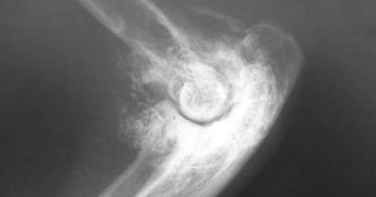 Insights in feline arthritis – defining the problem