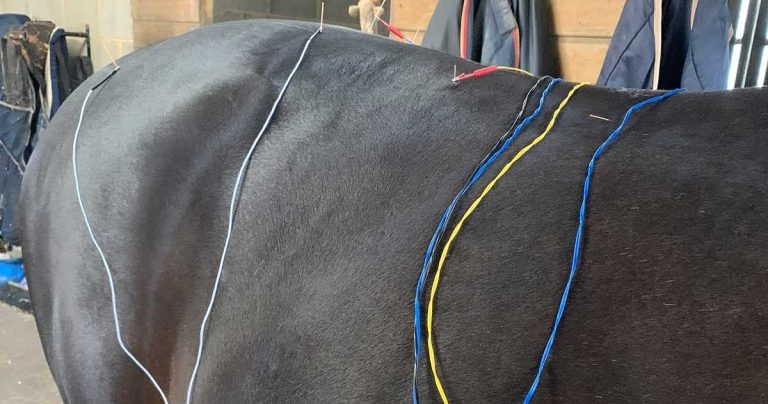 Equine gastric disorders review