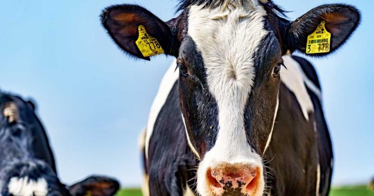 On-farm testing and selective treatment of clinical mastitis