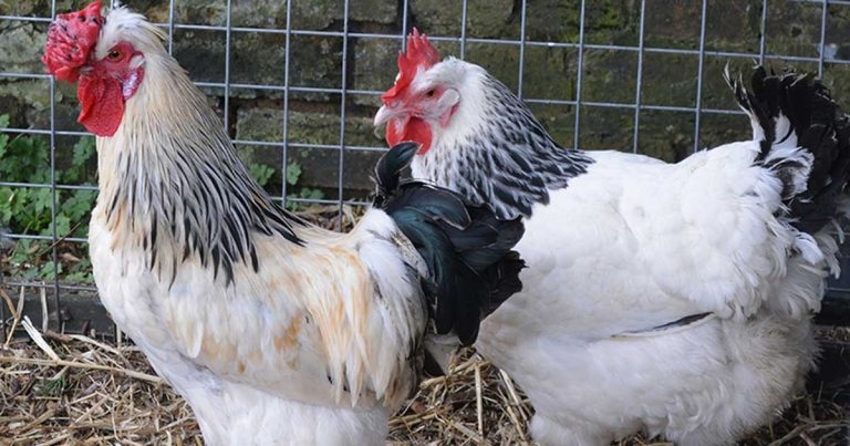 Approach to pet chicken care