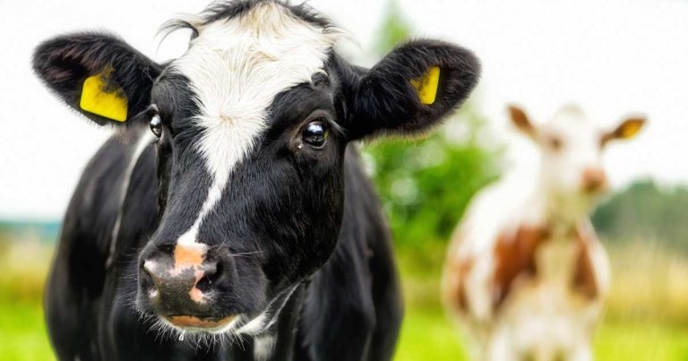 Notifiable diseases in cattle