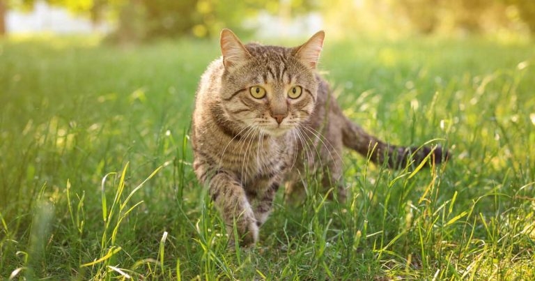 UK first as Vetoquinol launches Felpreva