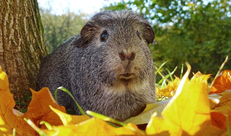 Nursing guinea pigs – advice to share with owners