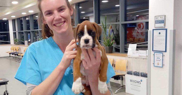 Vets perform life-saving surgery on hour-old boxer puppy