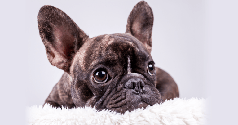 Frenchies no longer a ‘typical dog’ – RVC