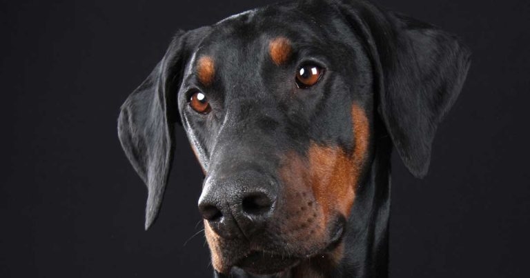 Infectious diseases in dogs – latest diagnostic and vaccination thinking