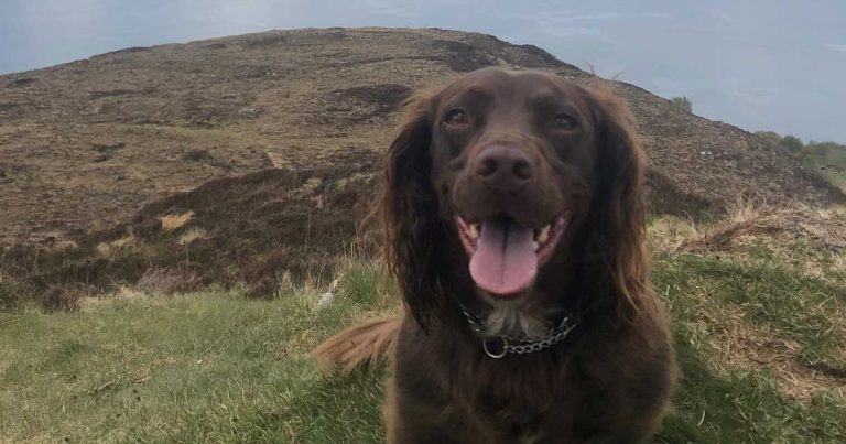 Vets celebrate helping Brodie come unstuck