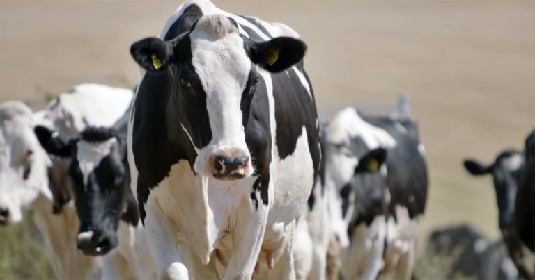 Giving cows time and space aids milking efficiency, vet tells webinar