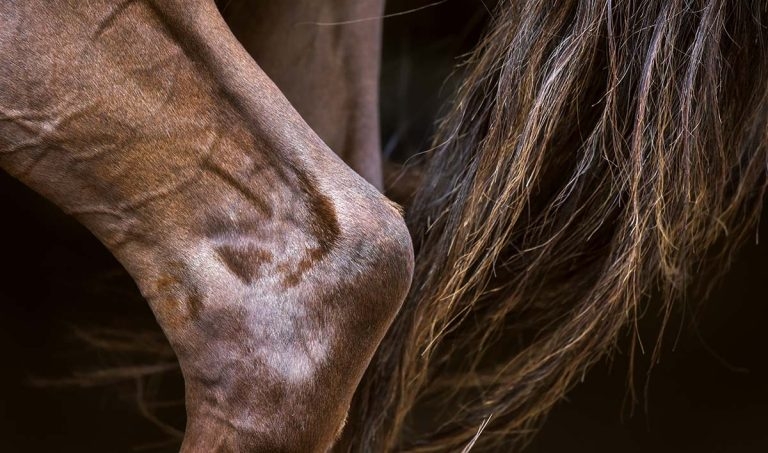 Degenerative joint disease in horses: tarsal arthritis