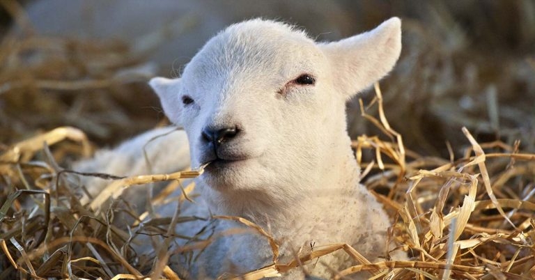Guidance for treatment of watery mouth in lambs