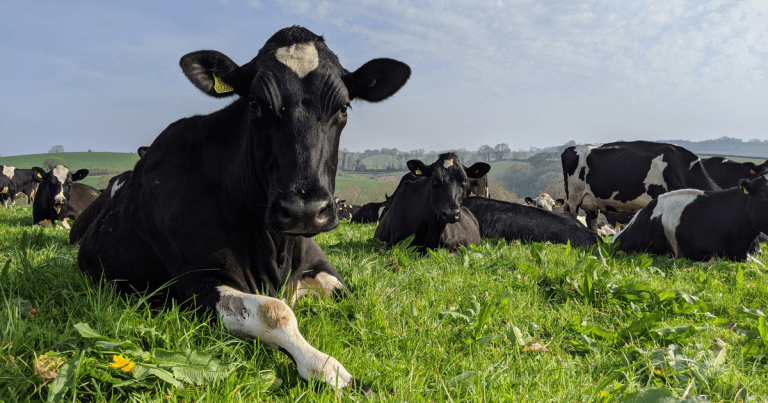 Trace elements key to supporting dry cow transition, says nutrition company