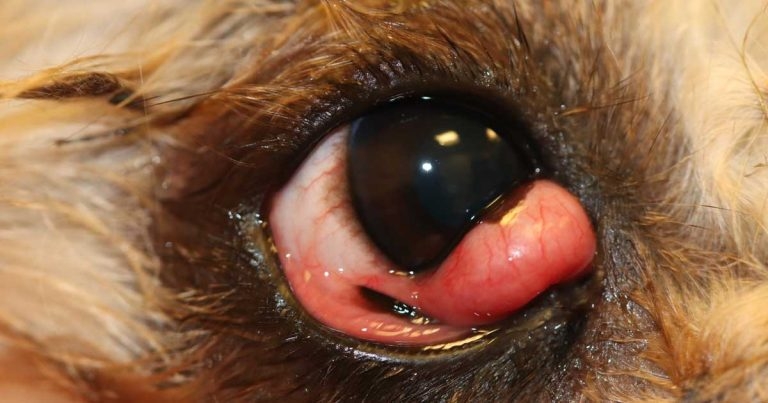 Flat-faced dogs seven times more likely to get cherry eye – study