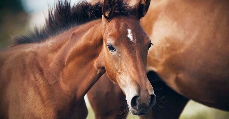 Joint study identifies first Thoroughbred fragile foal syndrome case
