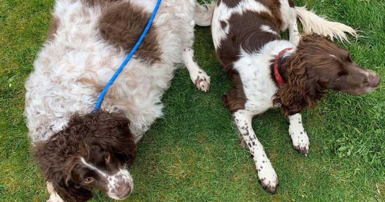 Cheshire vet saves 10st spaniel dubbed UK’s fattest dog