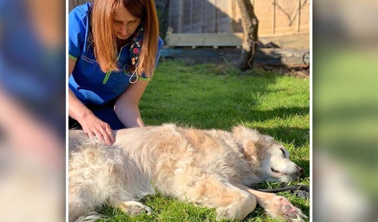 Breakthrough pain linked to OA in dogs