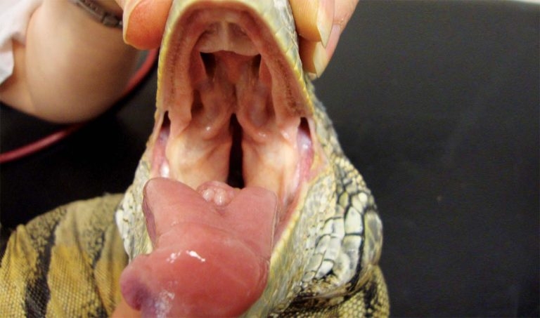 Health screening of reptiles