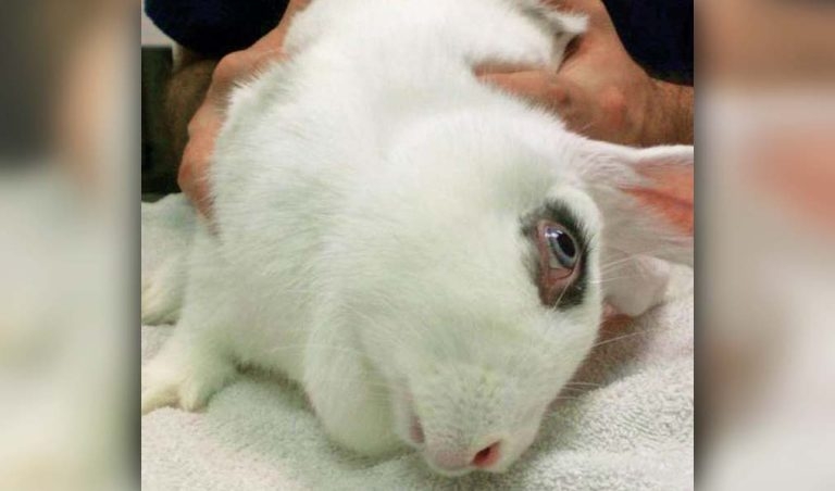 Diagnosing <em>Encephalitozoon cuniculi</em> infection in rabbits