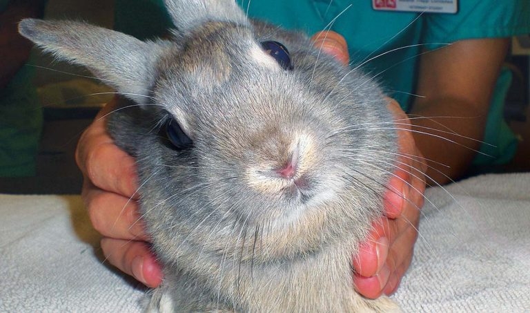 Treatment of <em>Encephalitozoon cuniculi</em> infection in rabbits