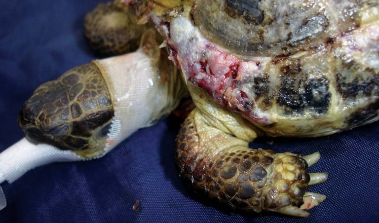 Managing tortoise shell injuries