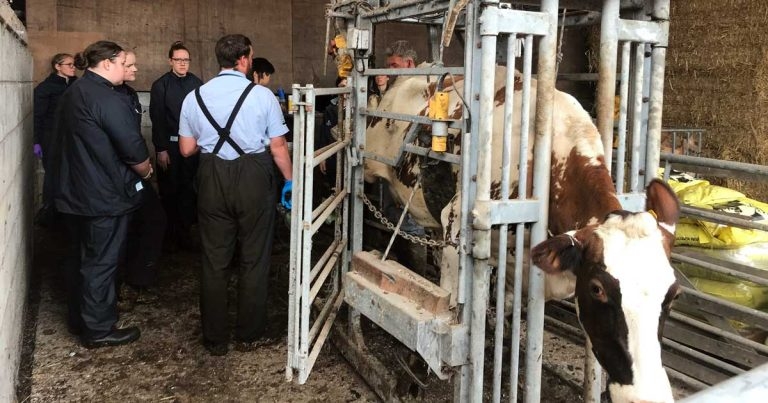 Providing vet students with practical farm skills