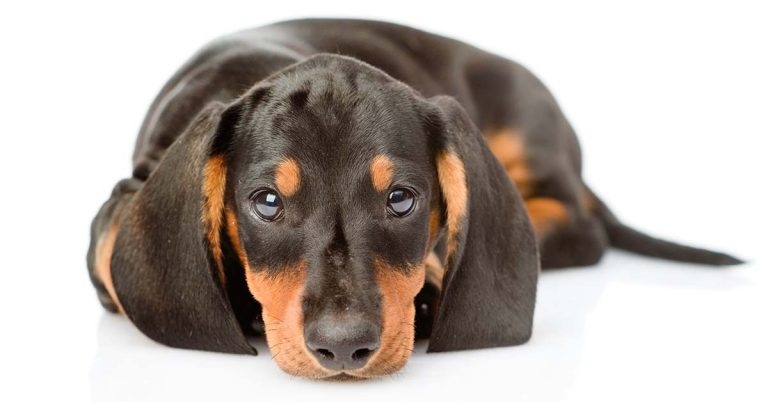 Canine intervertebral disc disease – how much do we really know?