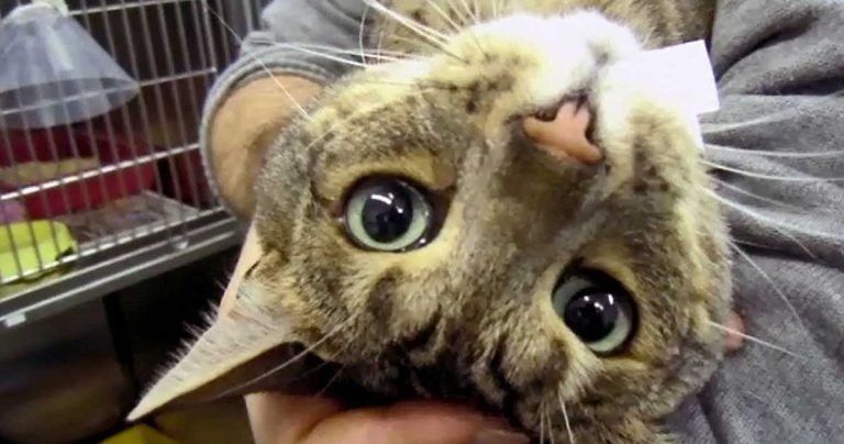 How to perform a neurological examination in a feline patient