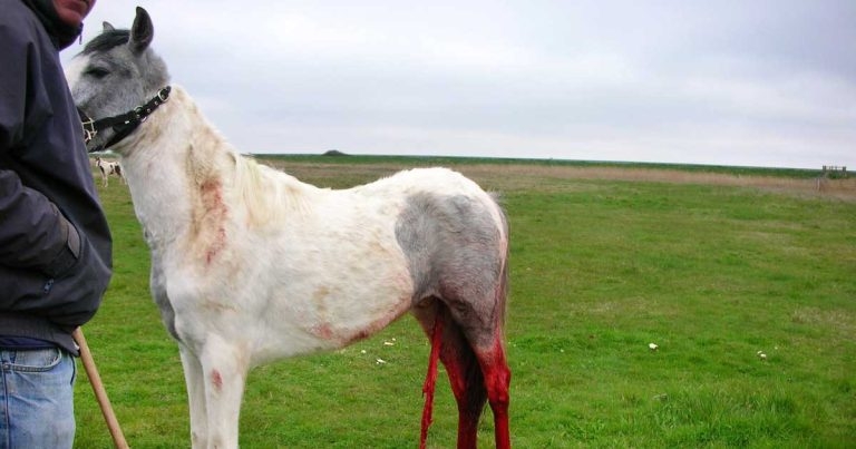 Thoughts on equine castration over a period of half a century