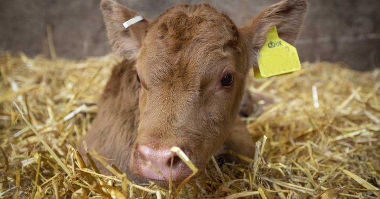 Farmers may be missing early BRD signs