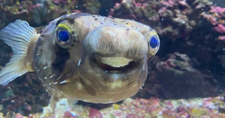 Great Barrier teeth: Goldie grinning again after delicate dental