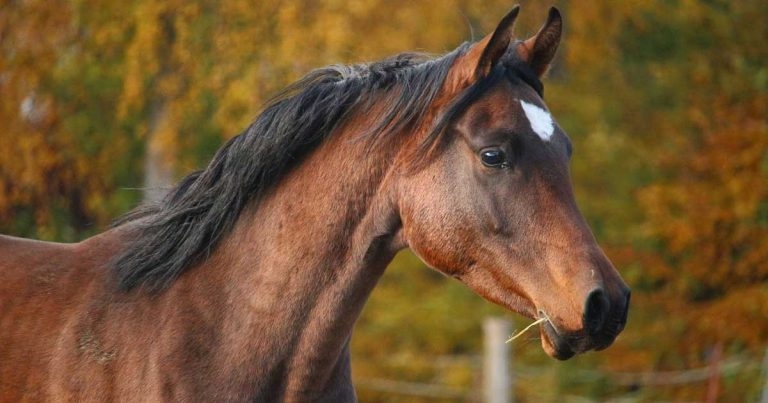 RVC joins equine veterinary research scholarship partnership