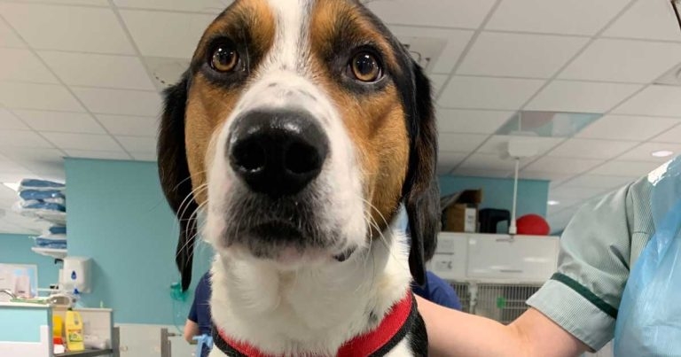 Baxter walks properly for the first time thanks to corrective surgery using 3D printer