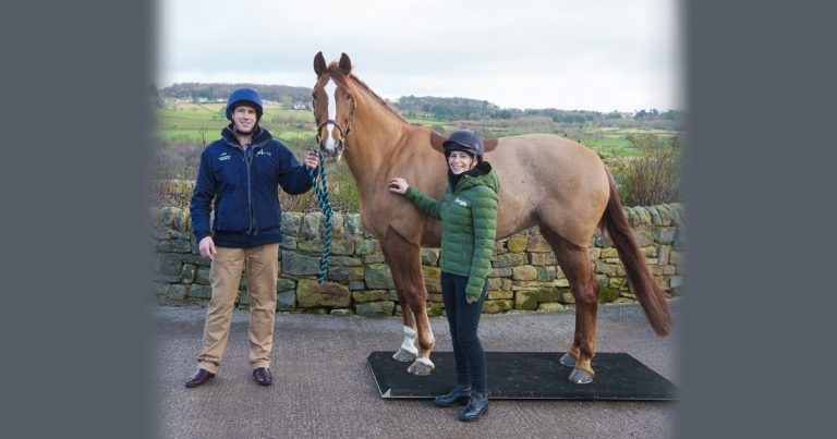 Companies join forces to tackle equine obesity crisis