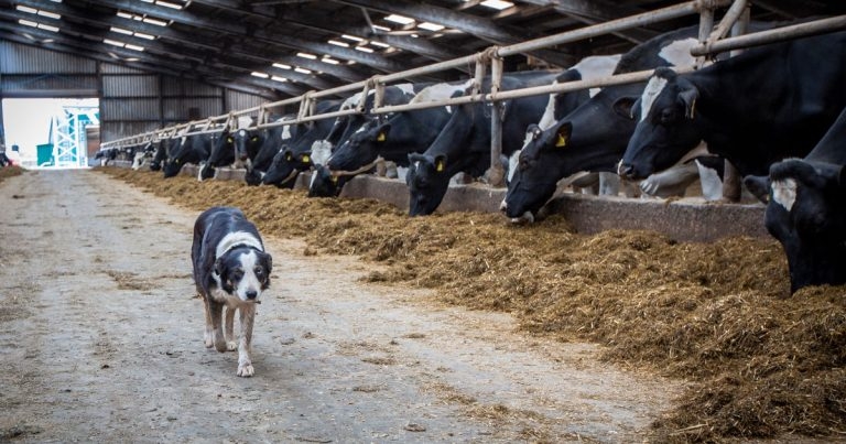 Ketoprofen beneficial in treating digital dermatitis pain and lameness, study says