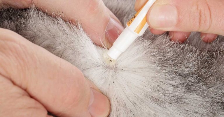 More support for BVA’s parasiticide position