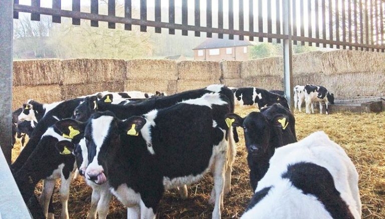 Bovine respiratory disease on farm – looking past treating sick calves