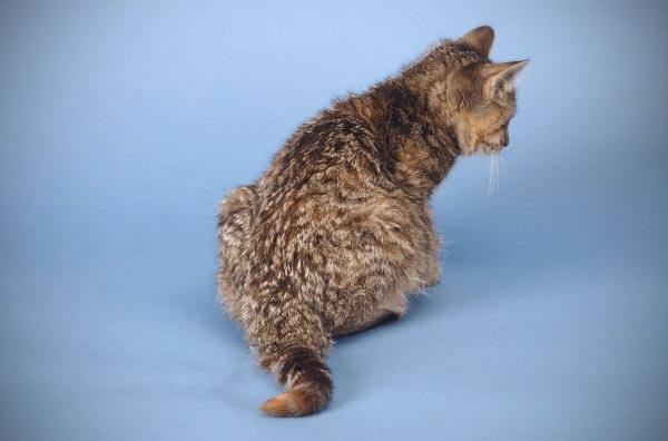 FIP: hope on the horizon for cats