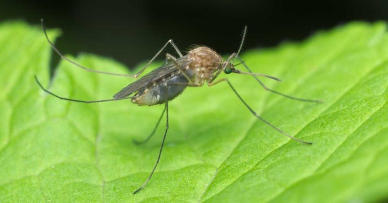 WNV warning after mare hospitalised