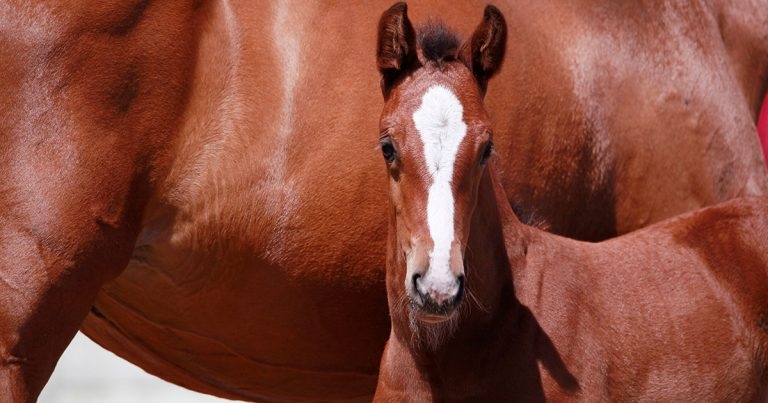 Forte Healthcare launches activated charcoal gel for young stock