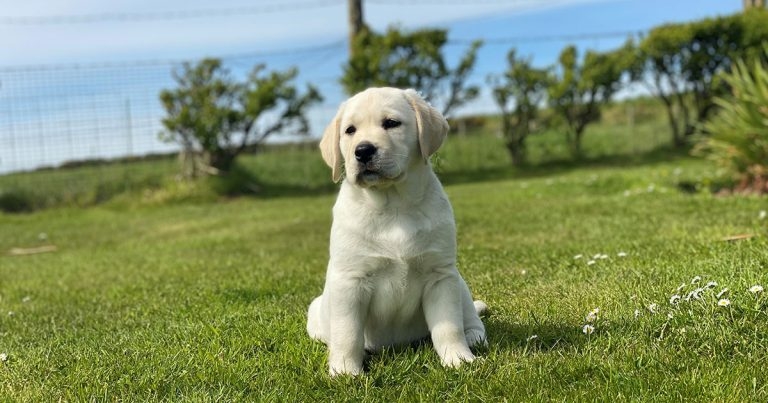 RVC calls on puppy owners to take part in new survey on buying behaviours