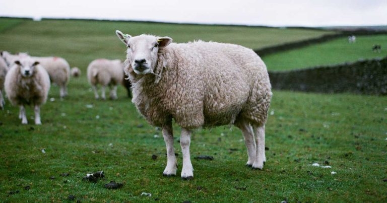 Advise sheep farmers on quarantine worming, says Elanco