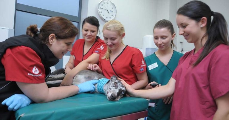 New transfusion medicine course for VNs and technicians launched