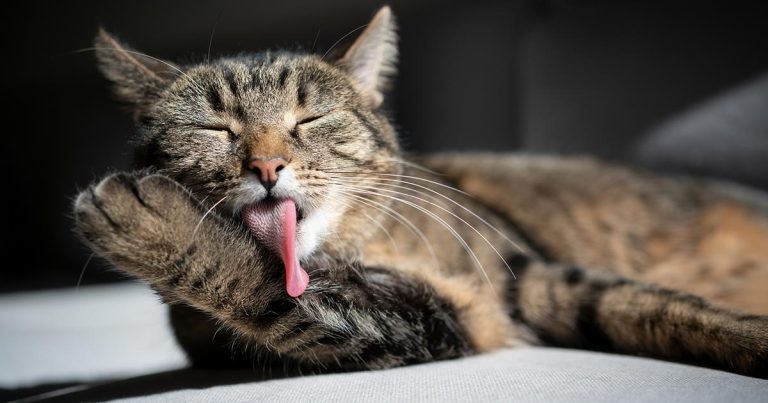 Feline hyperthyroidism: advice on diagnosis and treatment