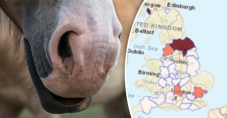 Equine flu – disease monitoring initiatives and surveillance in 2021