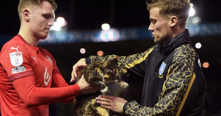 Topsey-turvy return for feline pitch invader