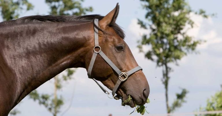 An update on key concepts in equine sedation and anaesthesia