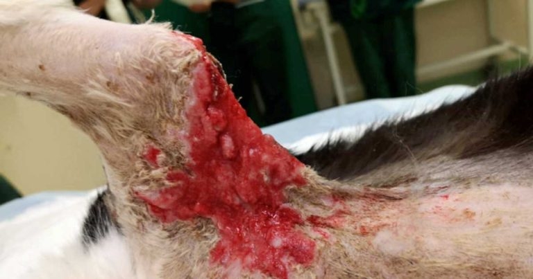 Case of feline cowpox virus