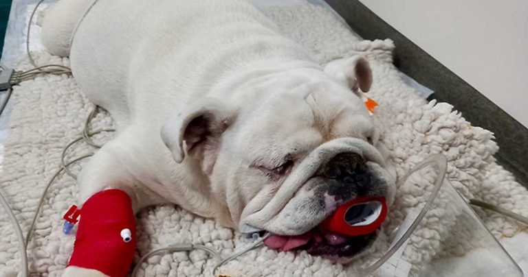 Brachycephalic obstructive airway syndrome: an overview