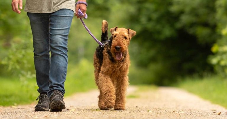 Feline aldosterone-secreting adrenocortical tumour studies