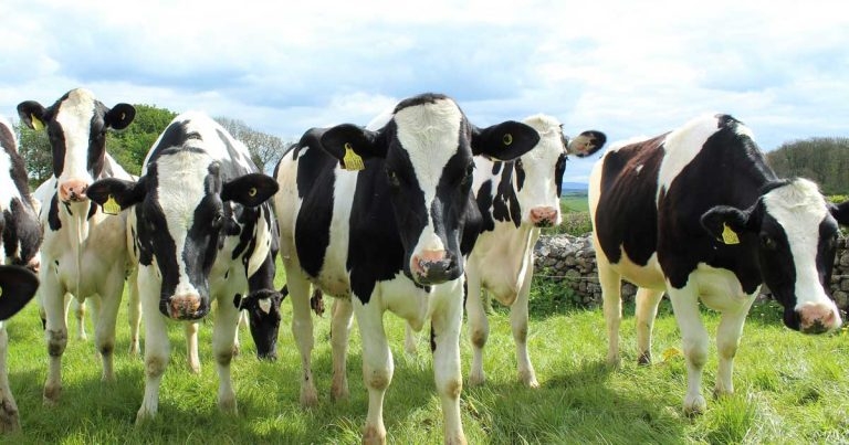 Cows ‘can be climate change solution’, says Cumbrian vet
