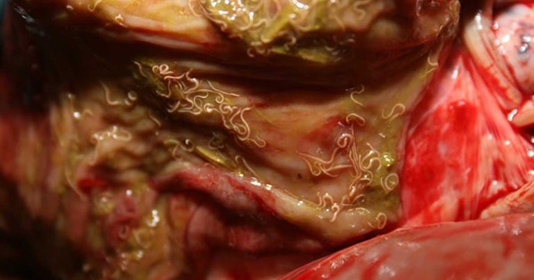 Best practice for worming and anthelmintic resistance